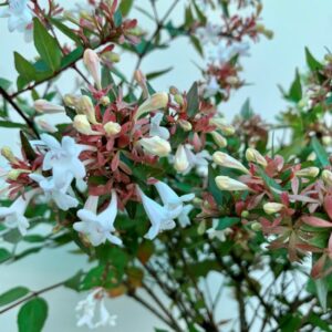 Detalle de la flor de la Abelia grandiflora