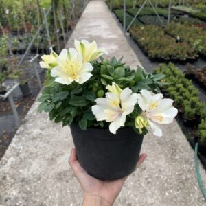Flores blancas y planta de la Astromelia