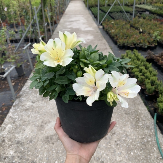 Alstroemeria, Azucena peruana o Astromelia - Pradoplant