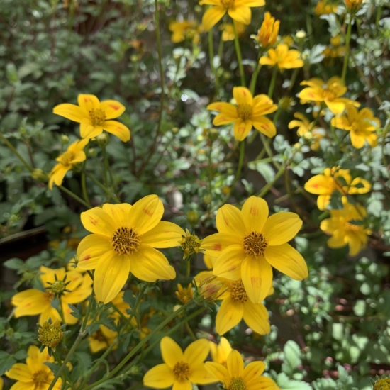 verbena amarilla en flor