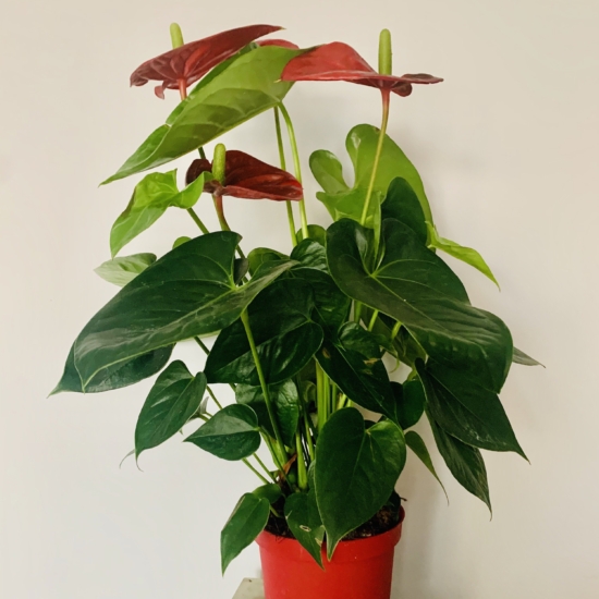 Planta del Anturium en una maceta con flores rojas