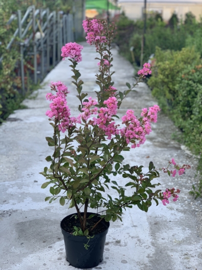 Lagstroemia en flor en una maceta