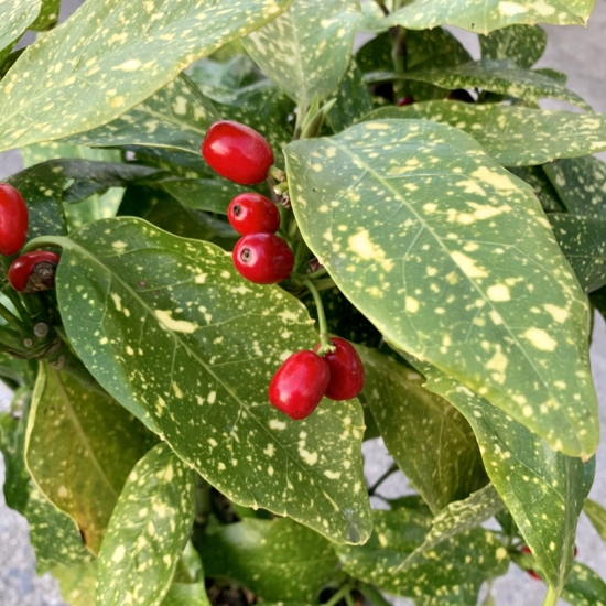 Detalle de los frutos y las hojas de la Aucuba japonica