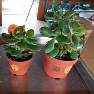Dos pequeñas plantas de Arbol de Jade