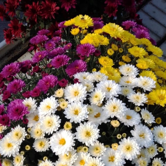 Crisantemos con flores en tres colores
