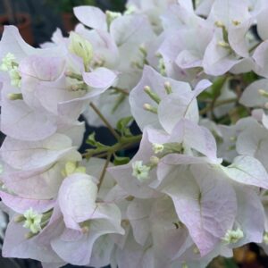 Detalle de las flores de la Buganvilla