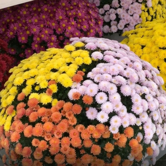 Flores del crisantemo en tres colores