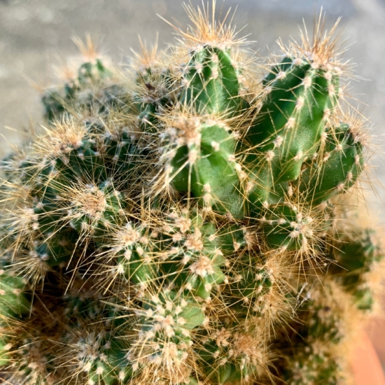 Detalle del Cactus Monstruoso