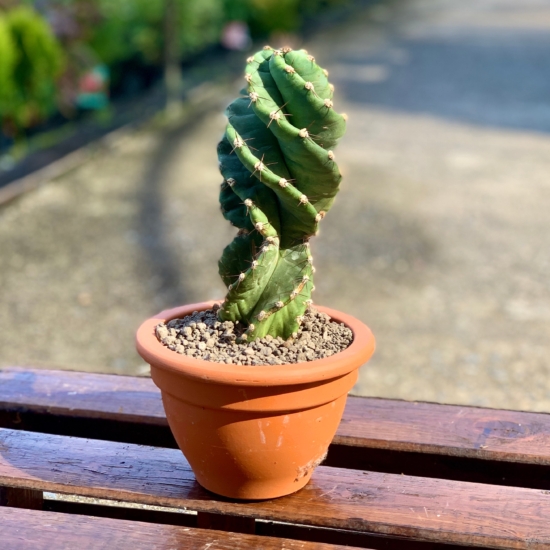 Cactus espiral en una maceta pequeña