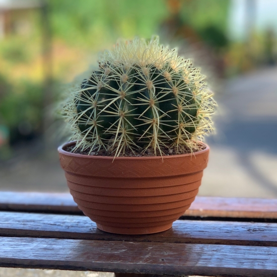 Cactus erizo en maceta enana
