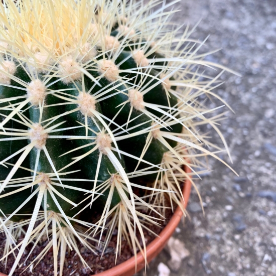 Detalle de las espinas del cactus erizo