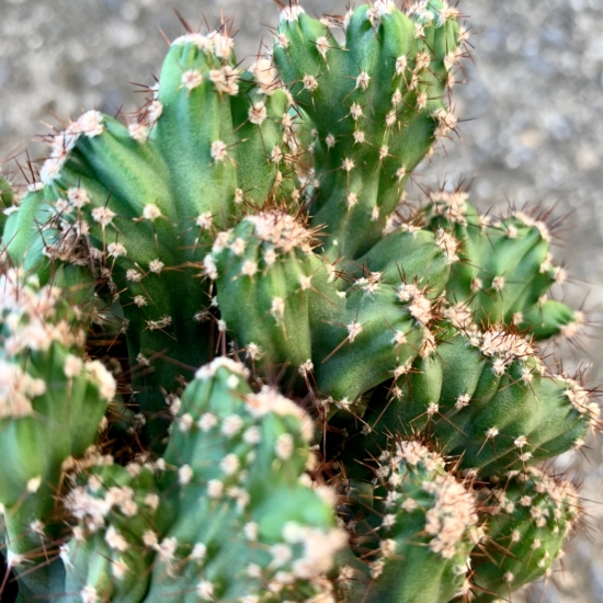 Detalle del cactus monstruoso