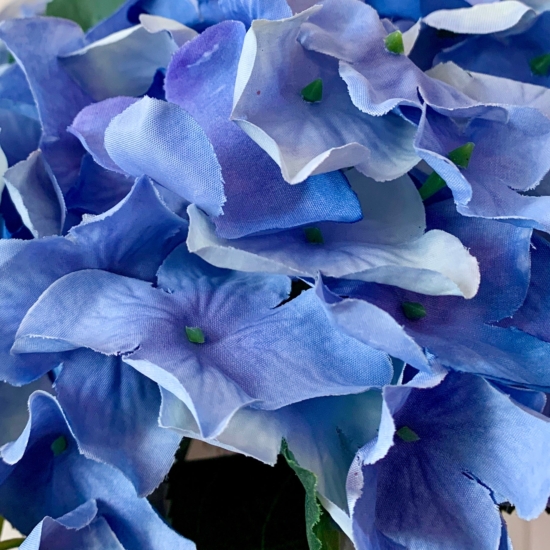 Detalle de los pétalos azules de la hortensia