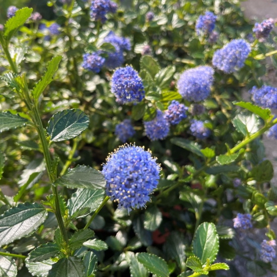 Flor azul del ceanothus