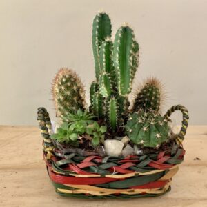 Dieferentes cactus pequeos en una cesta de mimbre