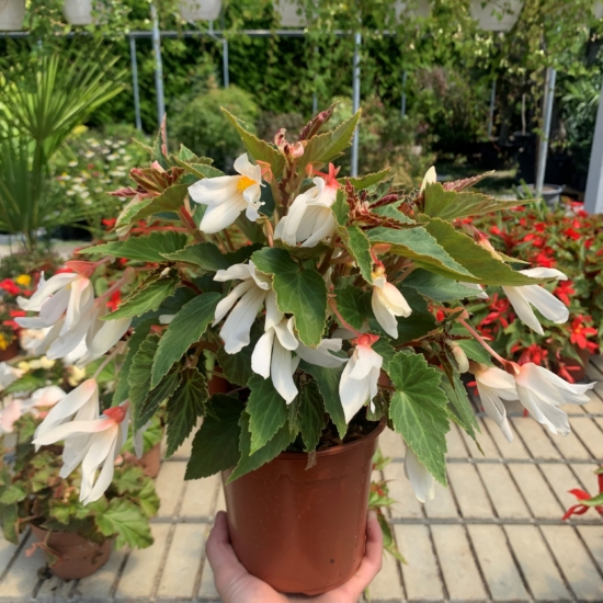 Begonia boliviensis o Begonia de Bolivia - Pradoplant