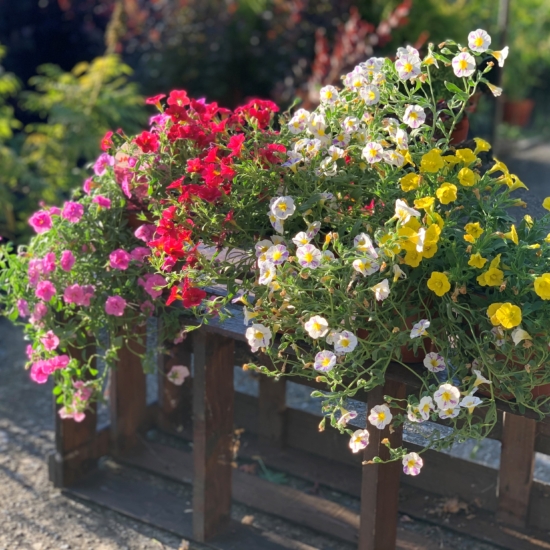 Flores de la calibrachoa en diferentes colores