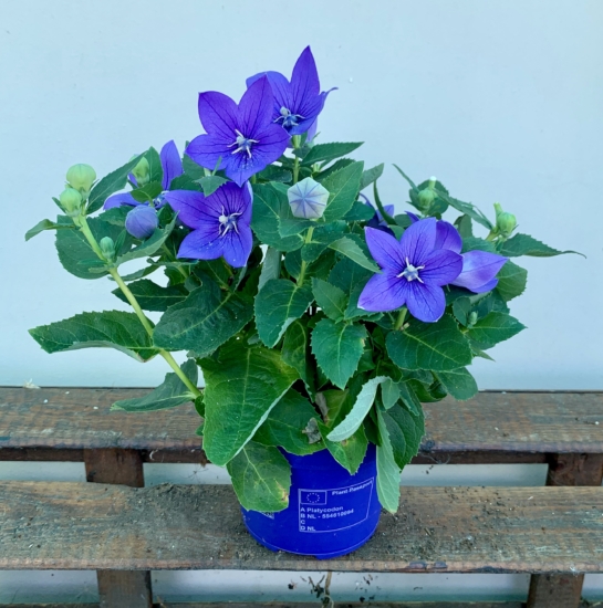 Campanula de flores azules