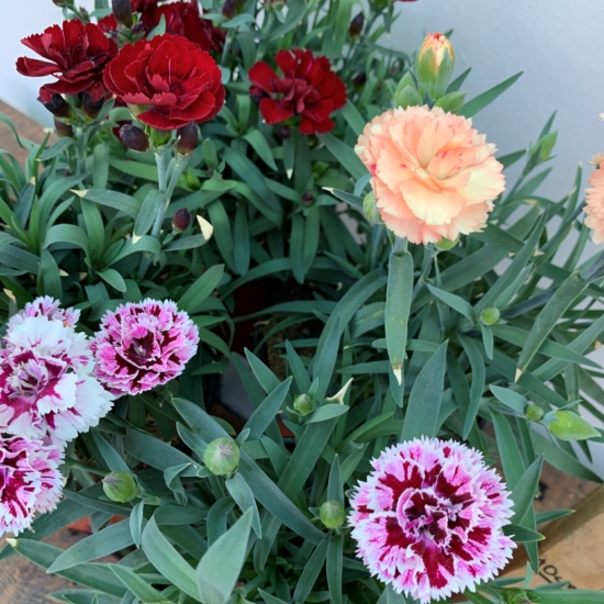 Varias flores de colores de la clavelina