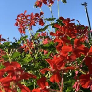 Flores del Geranio Gitanilla rojas