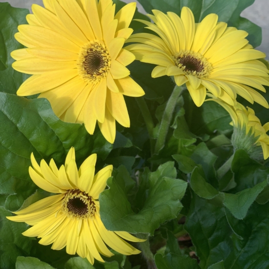 Flores amarillas de la gerbera