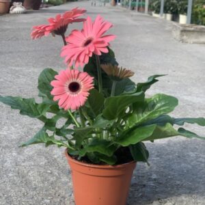 Planta de la Gerbera con flores rosas