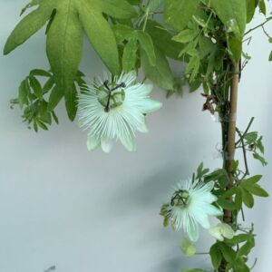 Passiflora con flores blancas