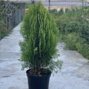 planta de tuya enana en maceta pequeña