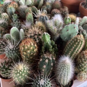 varias macetas pequeñas de cactus variados