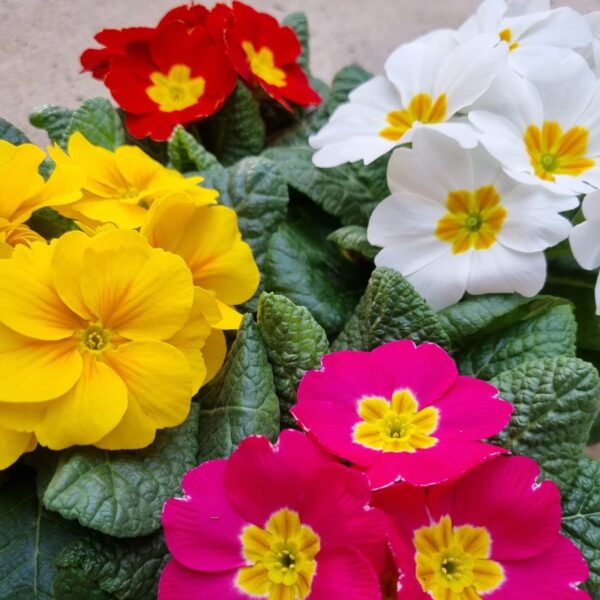 Flores de primavera de diferentes colores