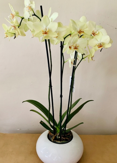Orquídea maceta blanca