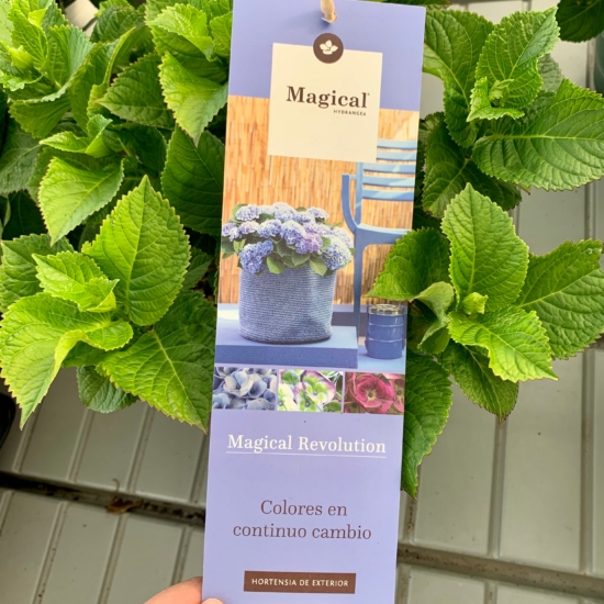 Hortensia magical (Hydrangea Magical) - Pradoplant