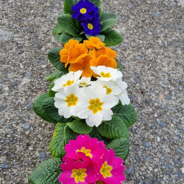 Flores de primavera de diferentes colores