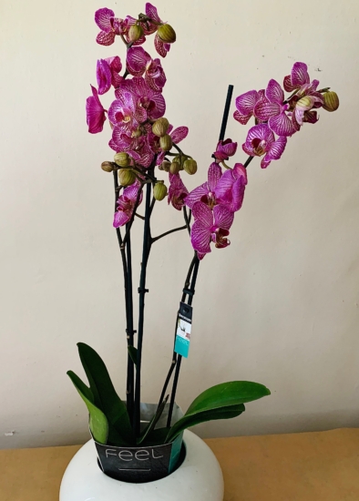 Orquídea en flor morada sobre una pared blanca