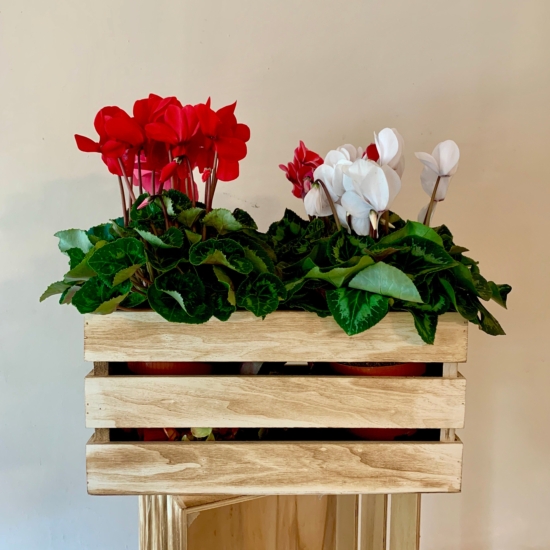 ciclamen en una caja de madera madera de flores rojas y blancas