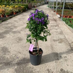 Planta de Solanum en una maceta negra sobre el suelo