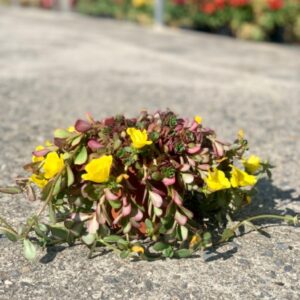 planta de Portulaca florida sobre el suelo