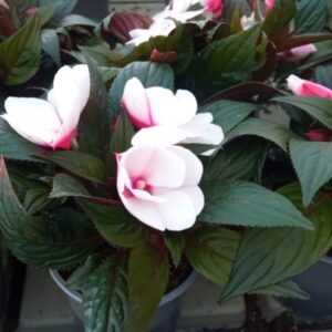 Detalle de las flores blancas de la Alegria Guineana