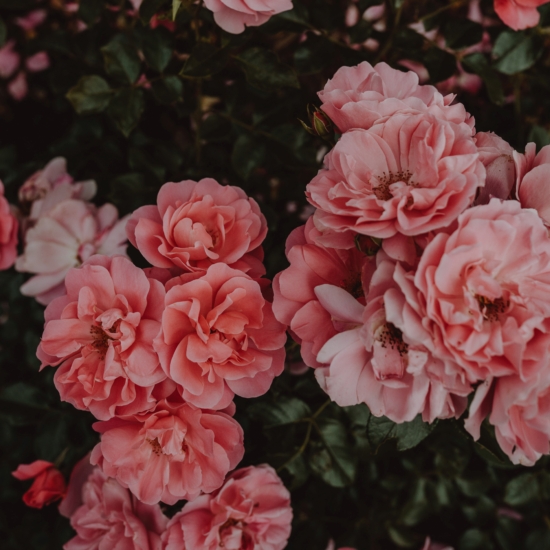 Flores rosas de la peonia