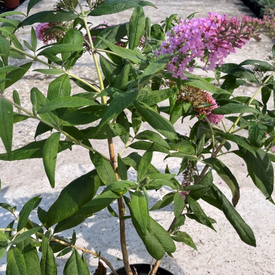 El Arbusto de las Mariposas - curiosidades y cuidados - Pradoplant