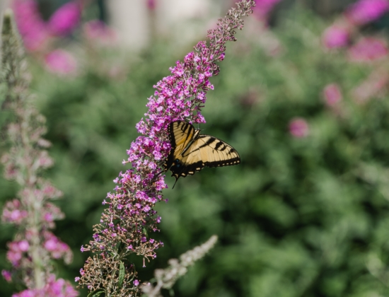 Flor del Arbusto de las Mariposas con una mariposa posada