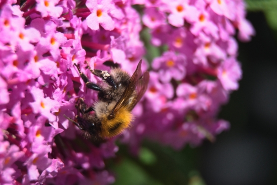 Planta de las mariposas con una abeja posada en la flor