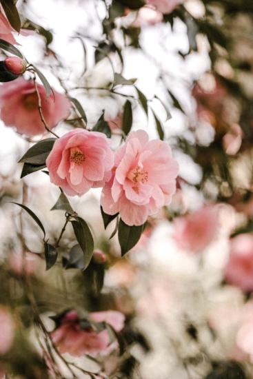 Detalle de la flor de la camelia en rosa