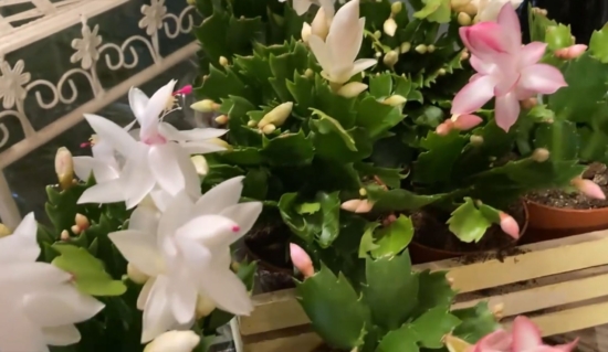 flores blancas de la Rhipsalis