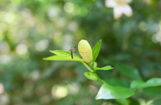 mosquito en la flor de una planta