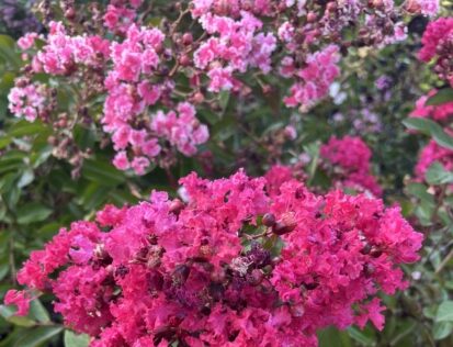 Árbol de Júpiter o Lagerstroemia índica