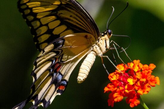 Lantana